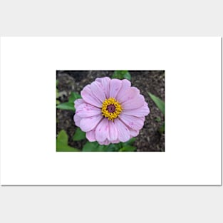 Pink and Yellow Flower Photographic Image Posters and Art